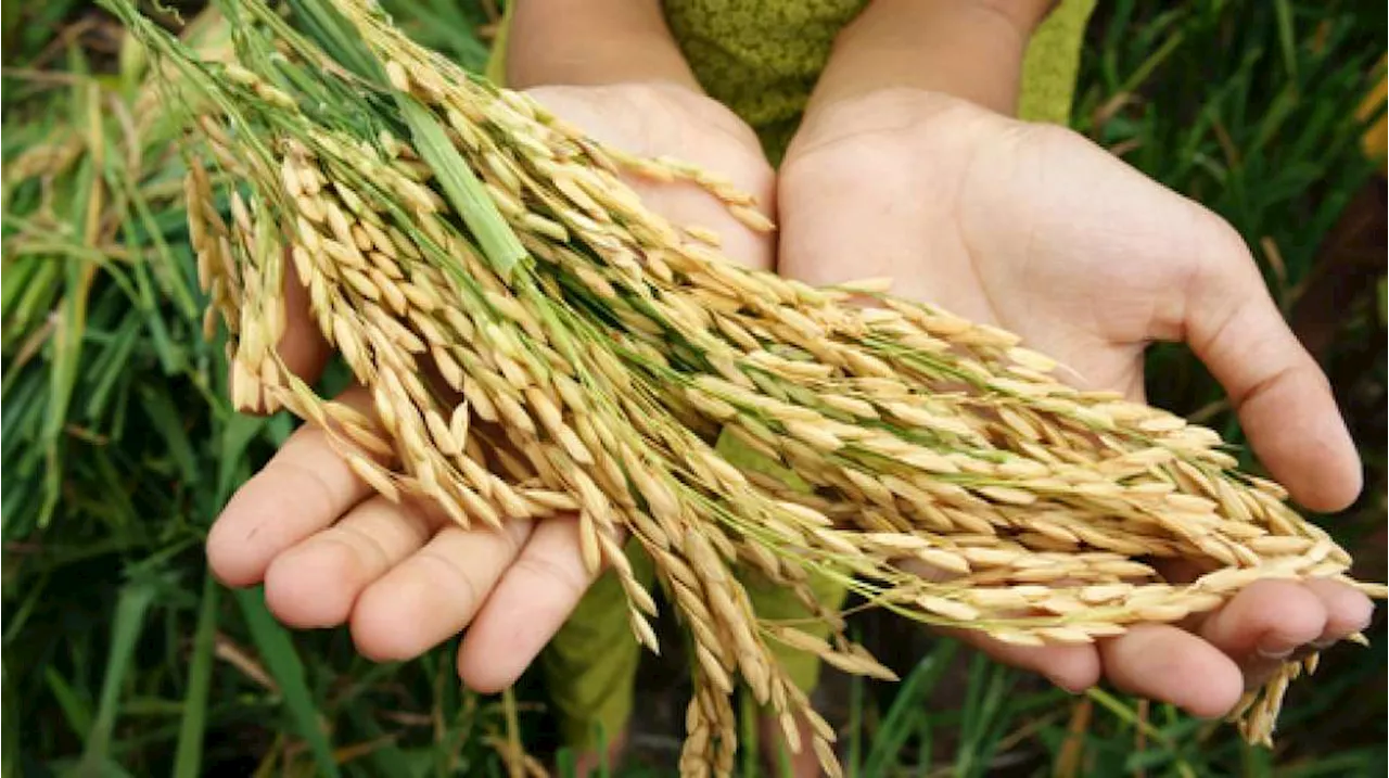 Antisipasi Kemarau, DKPP Bantul Siapkan Pompa Air di Sawah dan Sarankan Ini Kepada Petani