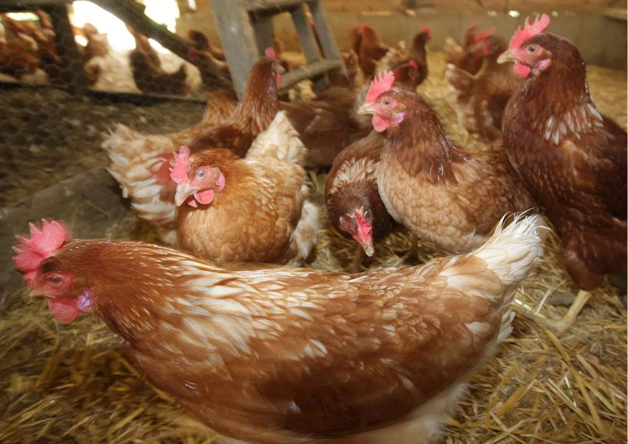 Plus de 10 000 poules pondeuses à sauver de l’abattoir en Dordogne