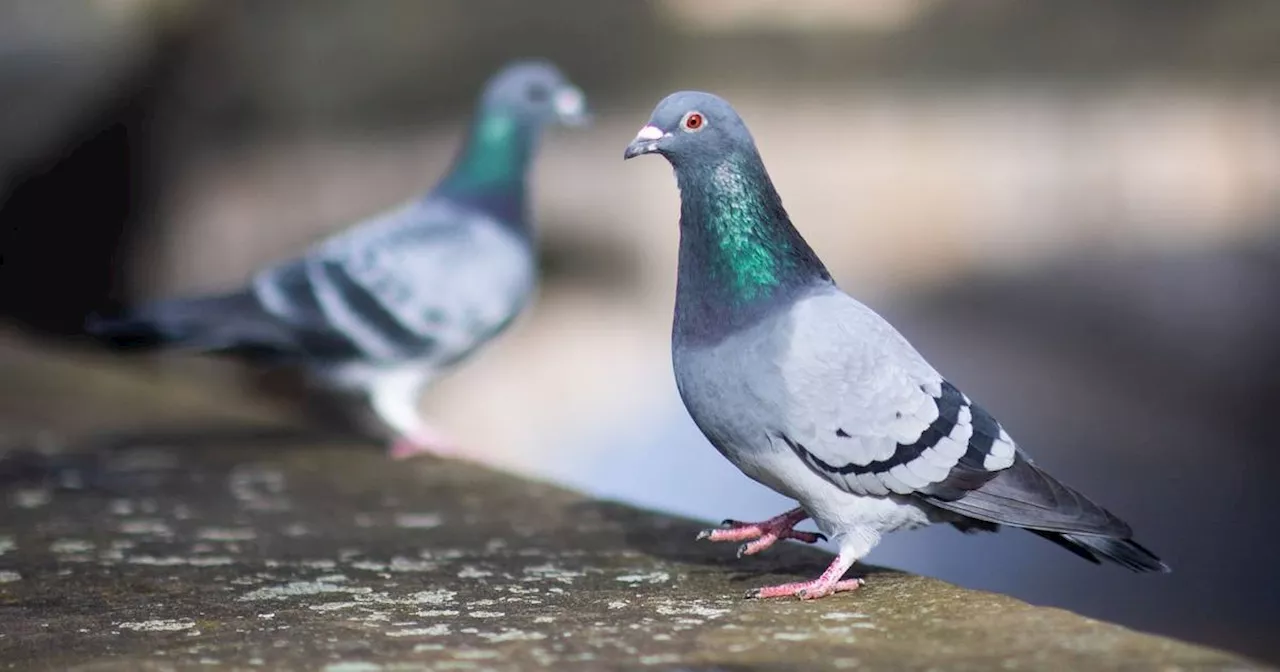 Angetrockneten Taubenkot auf Fensterbank nicht abkratzen