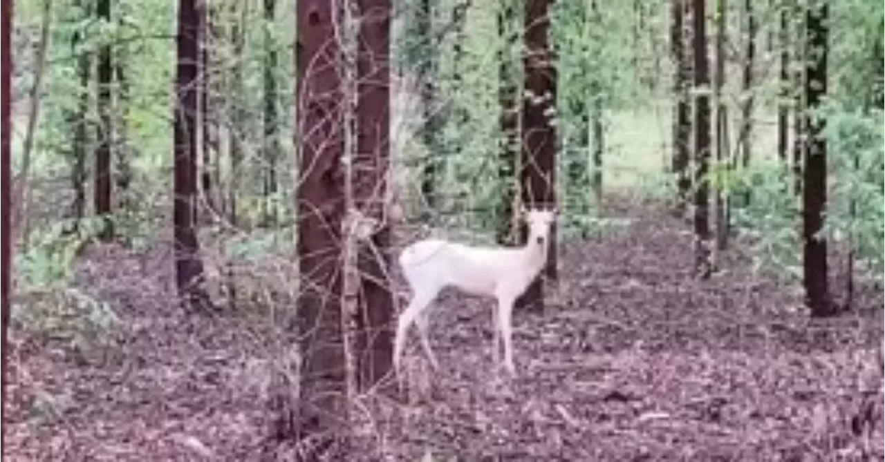 Espécie raríssima de veado é vista em floresta do Mato Grosso do Sul