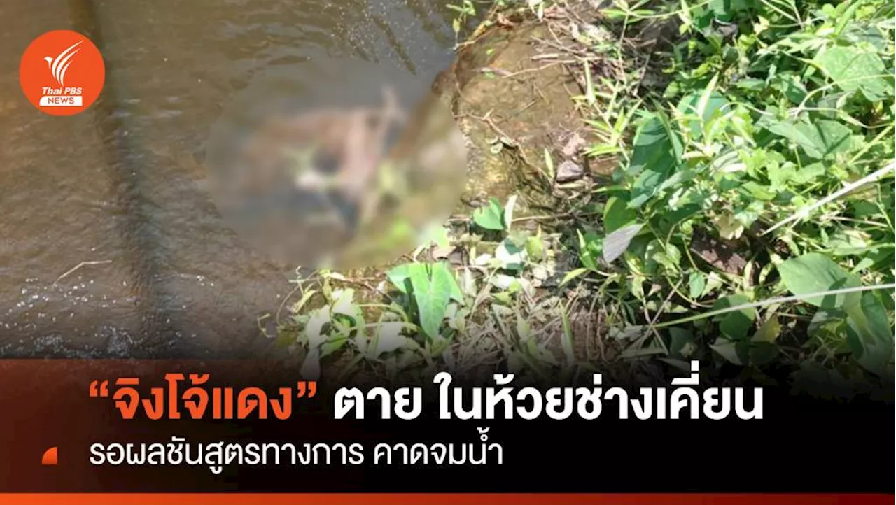 'จิงโจ้แดง' จมน้ำตายในห้วยช่างเคี่ยน-รอผลชันสูตรทางการ