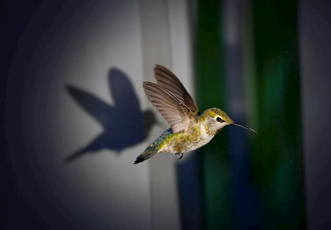 UBC study uncovers hummingbirds' unique sensory abilities