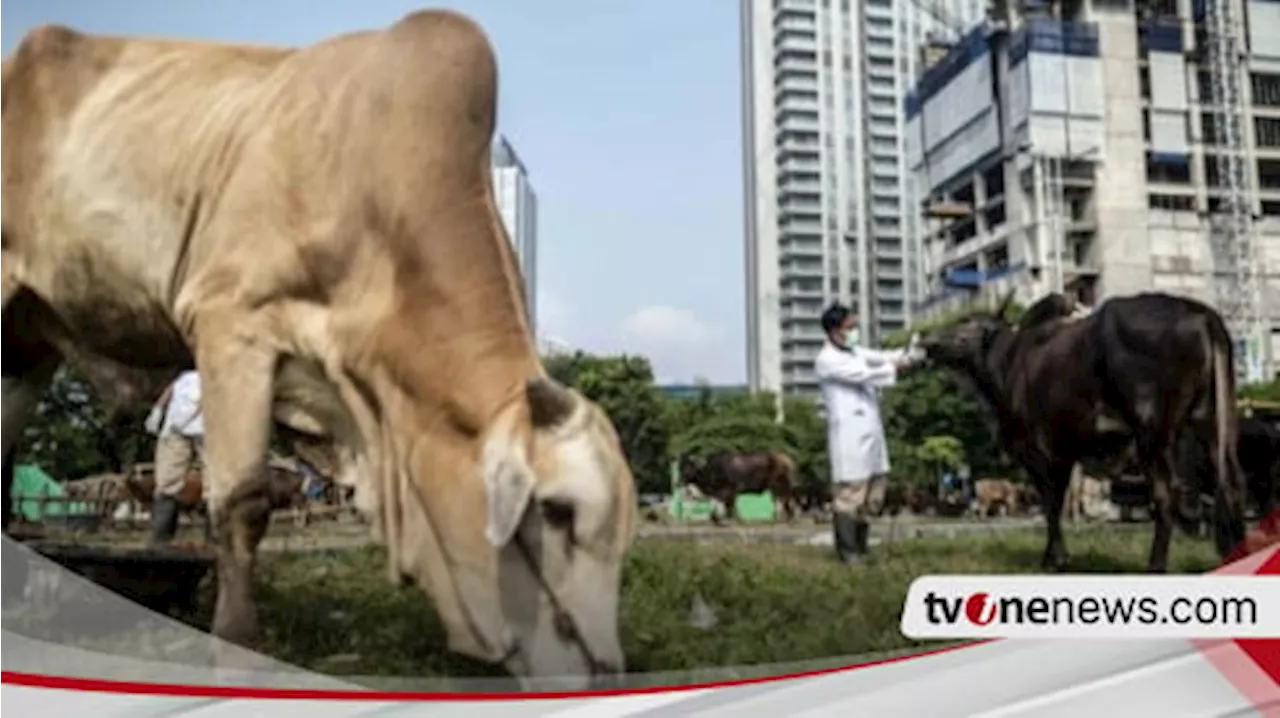 KPKP DKI Jakarta Tegaskan Tak Ada Hewan Kurban Terdeteksi Antraks