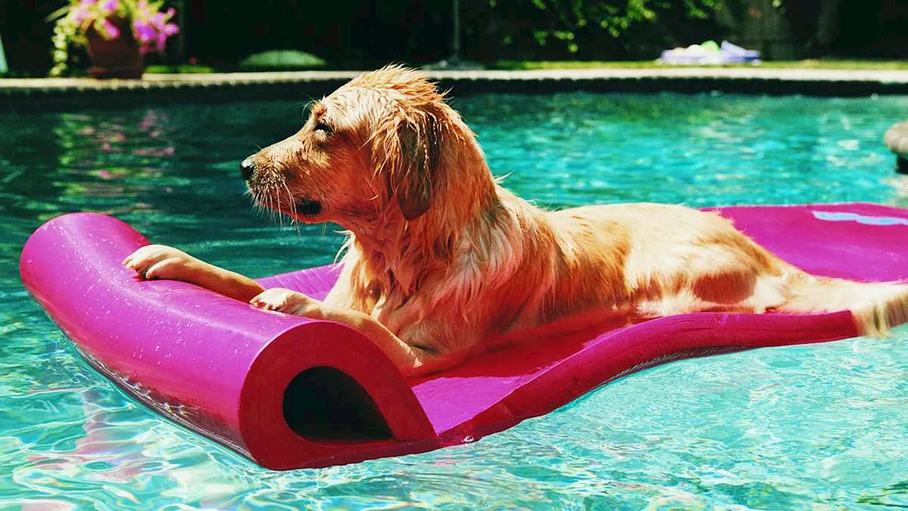 Here's how to your pets cool in the sweltering summer heat