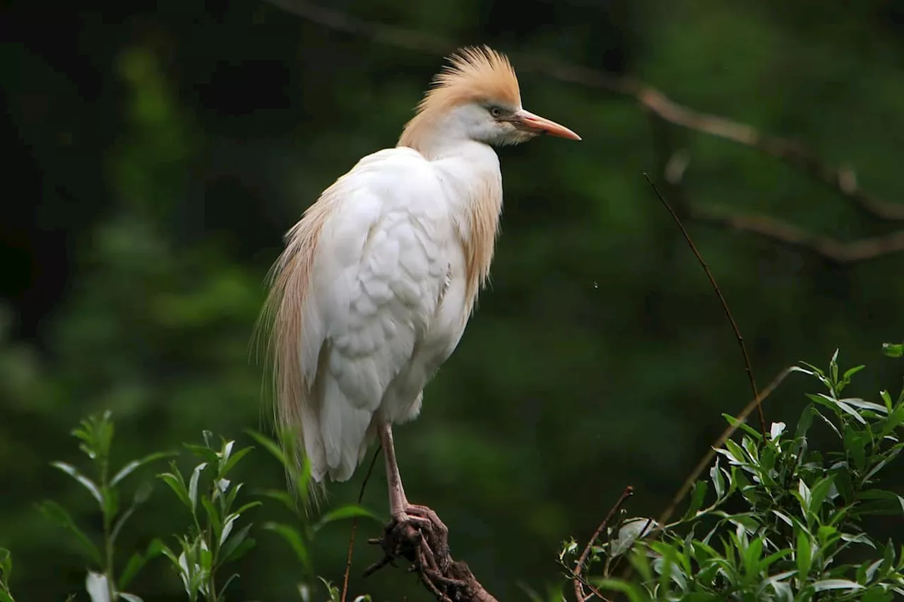 Cattle egret: The unusual looking bird which may have bred in Yorkshire for the first time