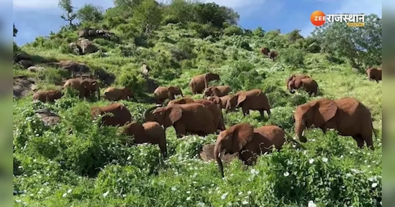 Wild Life Video: क्या आप बता सकते हैं वीडियो में कितने हाथी हैं? तेज नज़र वालें ही बता पाएंगे