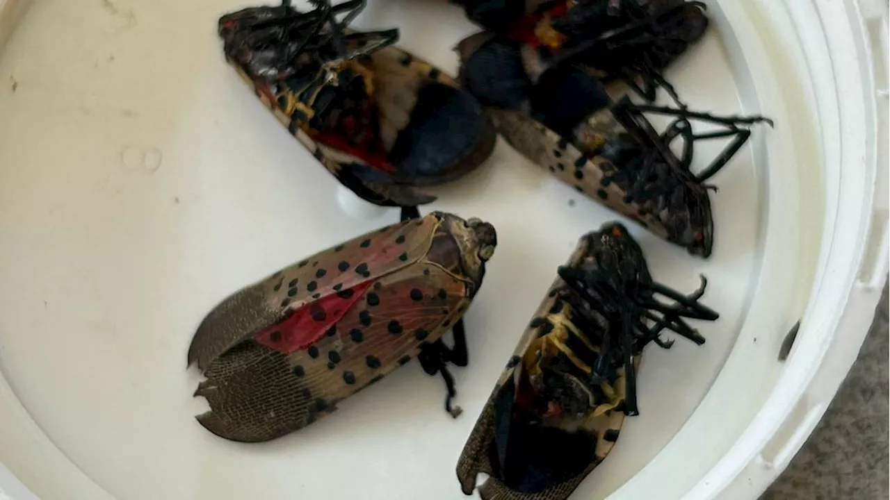 Return of spotted lanternfly brings a new mantra to the Rochester area