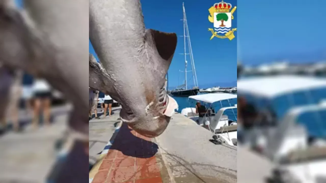 Hallan flotando en Altea una cañabota, uno de los tiburones más grandes del Mediterráneo