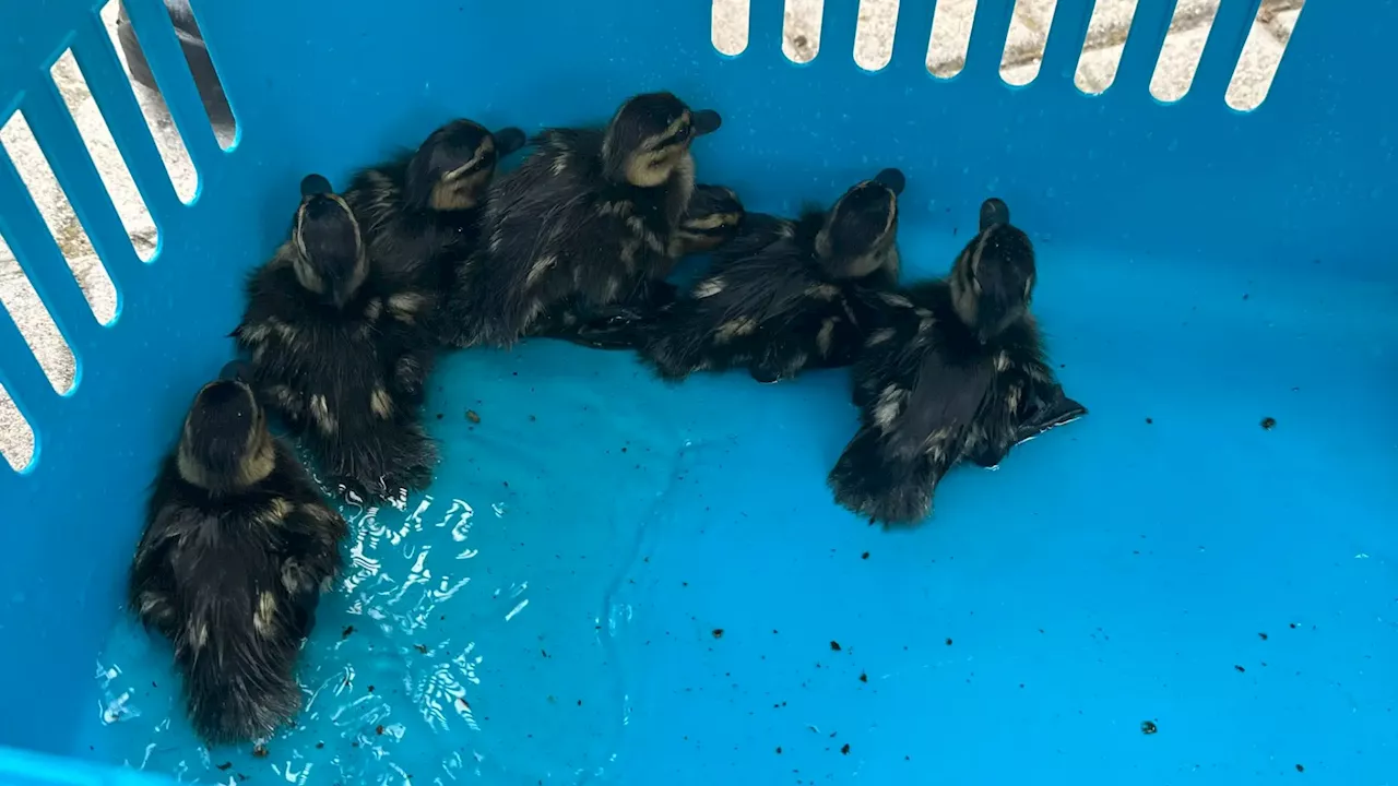 Rescatan a siete patitos que se habían refugiado en una piscina por el calor