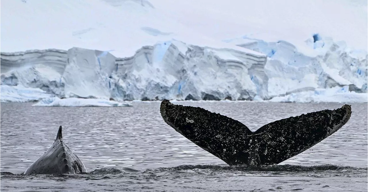 Japan is determined to keep hunting whales. And now it has a brand new 'mothership'