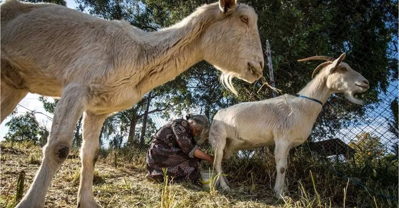 Record year for Australian goat producers fed by booming exports