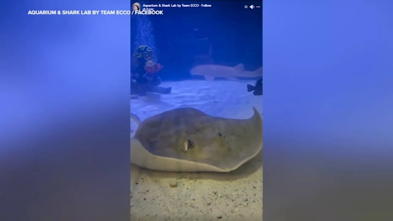 Charlotte the pregnant stingray develops rare reproductive disease, testing shows