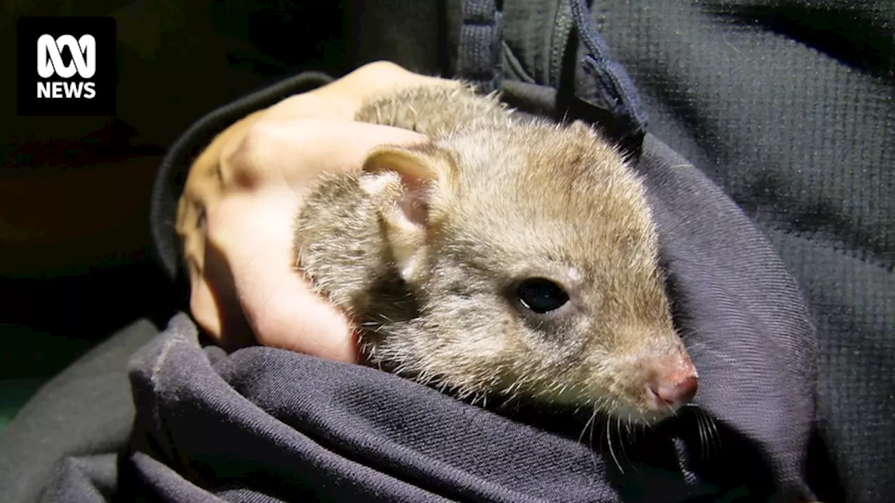 Brush-tailed, burrowing bettong populations increase at Newhaven Wildlife Sanctuary