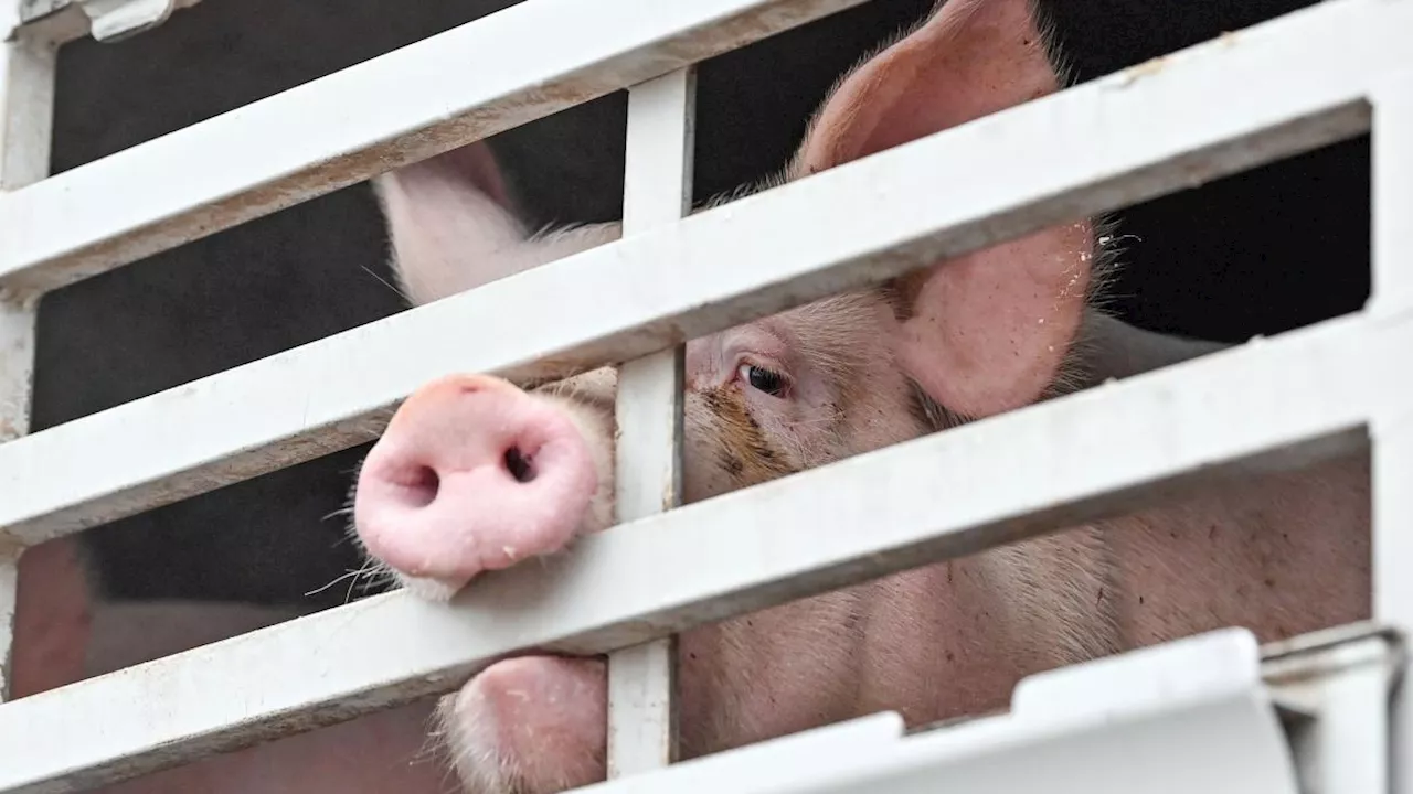 Weniger Schweinehalter in Brandenburg: Stetiger Abwärtstrend