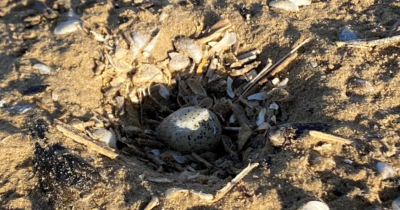 Egg-citing news: Piping plover egg discovered on Chicago beach