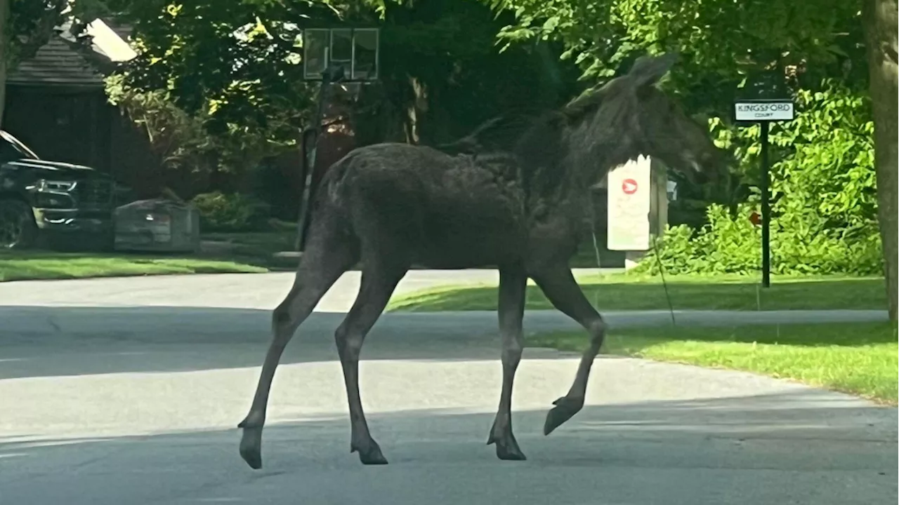 'Animals have nowhere to go': Baby moose on the loose in Beaverbrook in Kanata