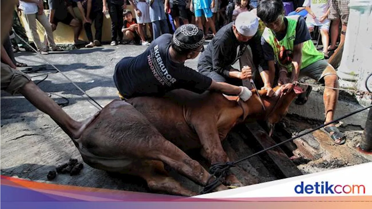 Kapan Waktu Penyembelihan Hewan Kurban?