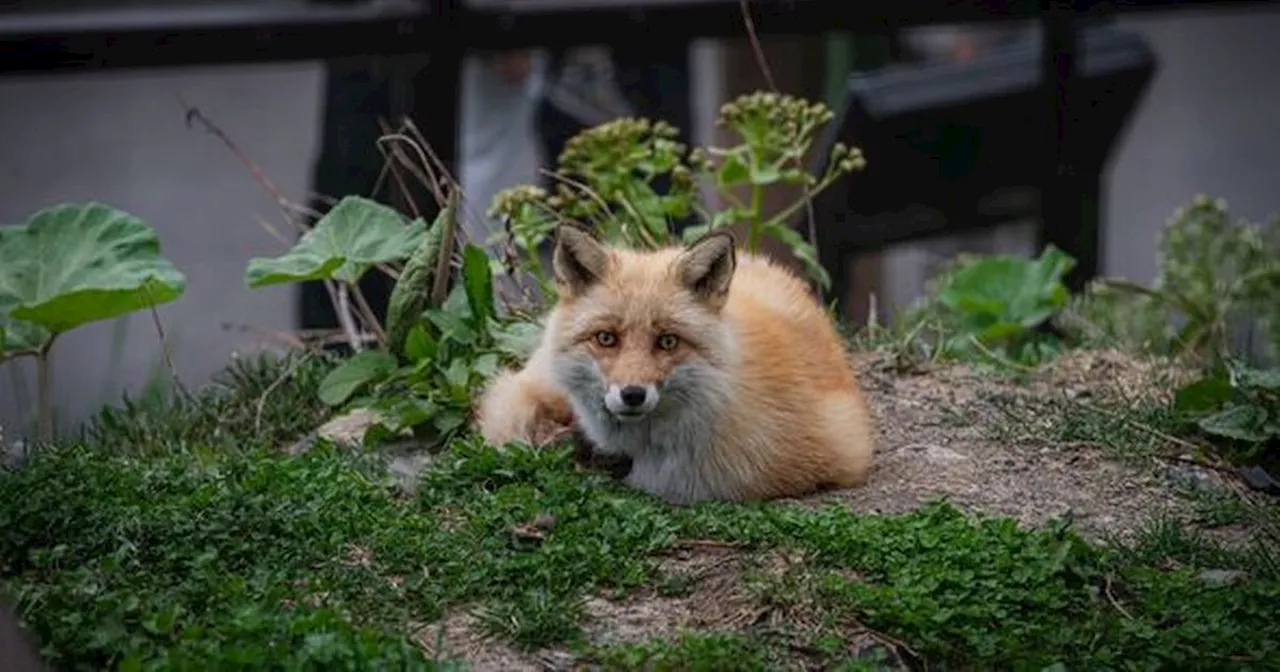 Mrs Hinch fans swear by 85p cupboard staple to keep foxes away