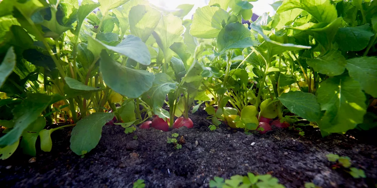 Ernte bis in den Herbst: Diese acht Pflanzen können Sie jetzt im Juni aussäen