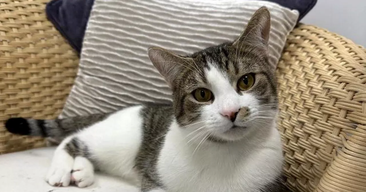 Cat looking for forever home after spending 200 days at re-homing centre