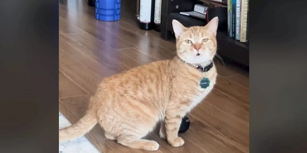 TikTok viral 'I Go Meow' cat dies of old age