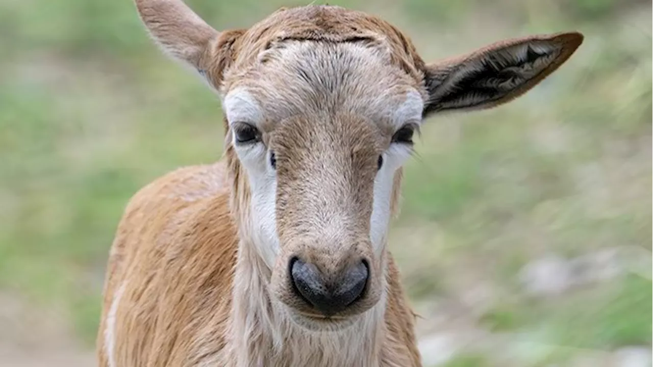 – Freude über Nachwuchs in Wiener Zoo