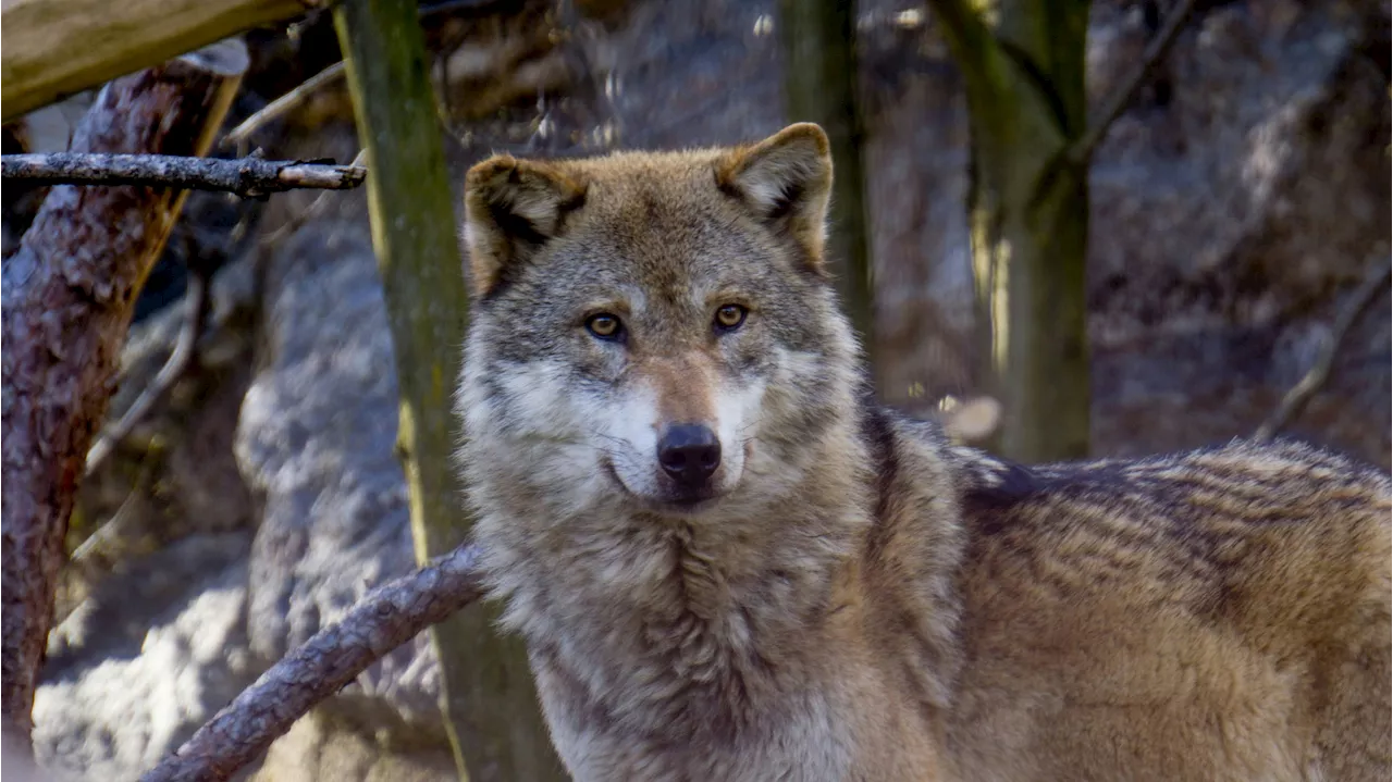 Wolf tötet mindestens 9 Schafe - Land plant Abschuss