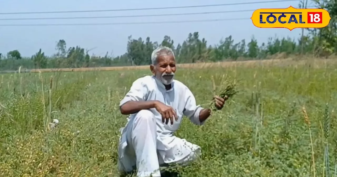 खरीफ की फसल को रोग से बचाने के लिए किसान अपनाएं ये उपाय, बंपर होगी पैदावार