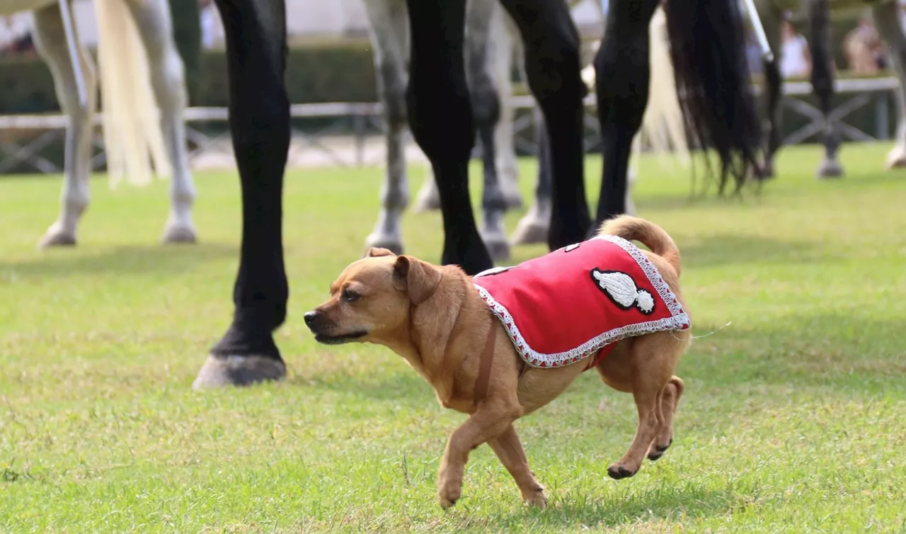 Chi è Briciola, la cagnolina che il 2 giugno sfilerà davanti a Sergio Mattarella