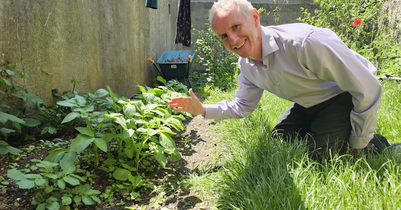 Roderic O'Gorman and Ciaran Cuffe clash over whose potato crop is bigger