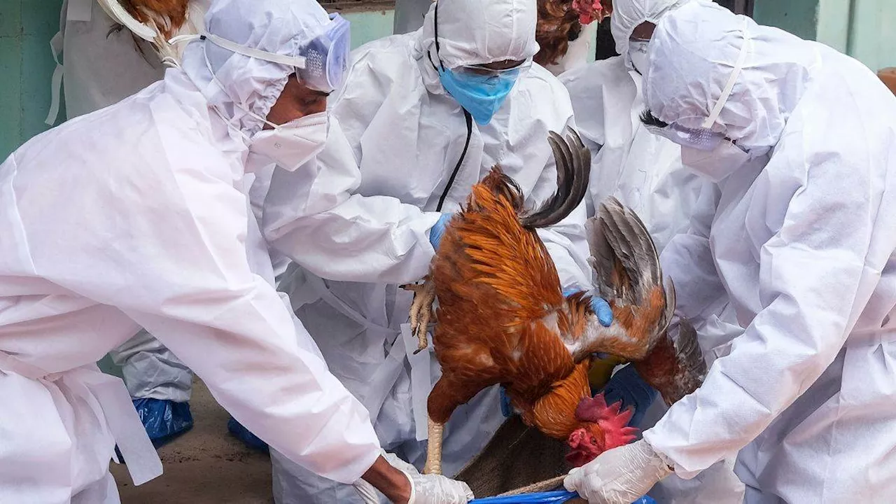 Avian influenza: देश में बर्ड फ्लू की दस्तक! केंद्र ने एवियन इन्फ्लूएंजा को लेकर राज्यों से सतर्क रहने को कहा