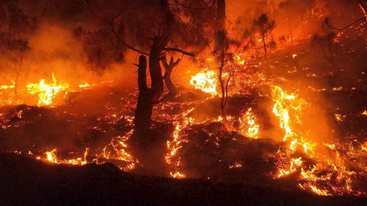 Uttarakhand Forest Fire: प्रदेश में भीषण गर्मी के कारण जंगल की आग विकराल, अब तक 1167 घटनाओं में 1600 हेक्टेयर क्षेत्र को नुकसान