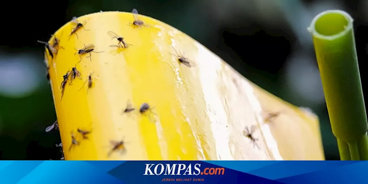 7 Cara Membasmi Lalat Buah dari Rumah