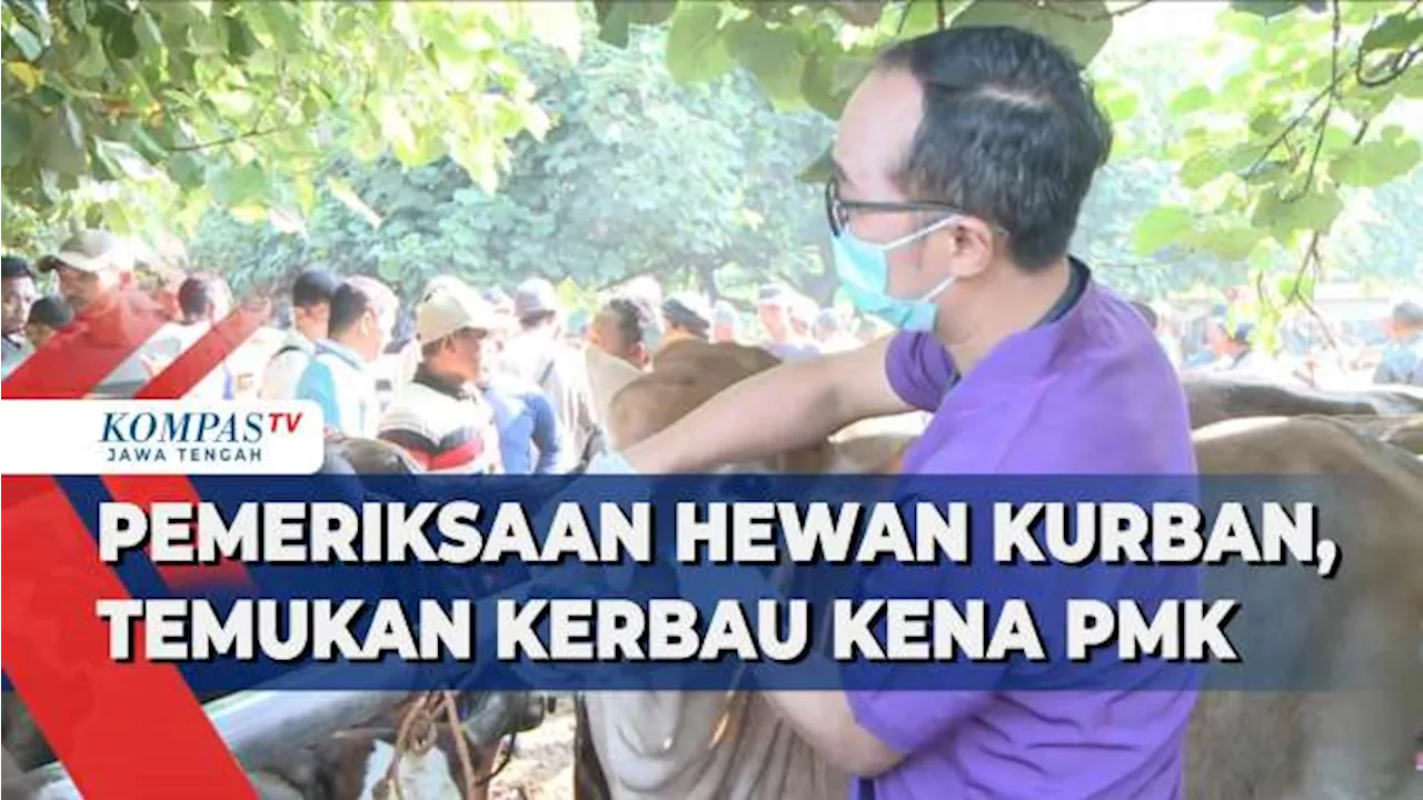 Pemeriksaan Hewan Kurban, Temukan Kerbau Kena PMK