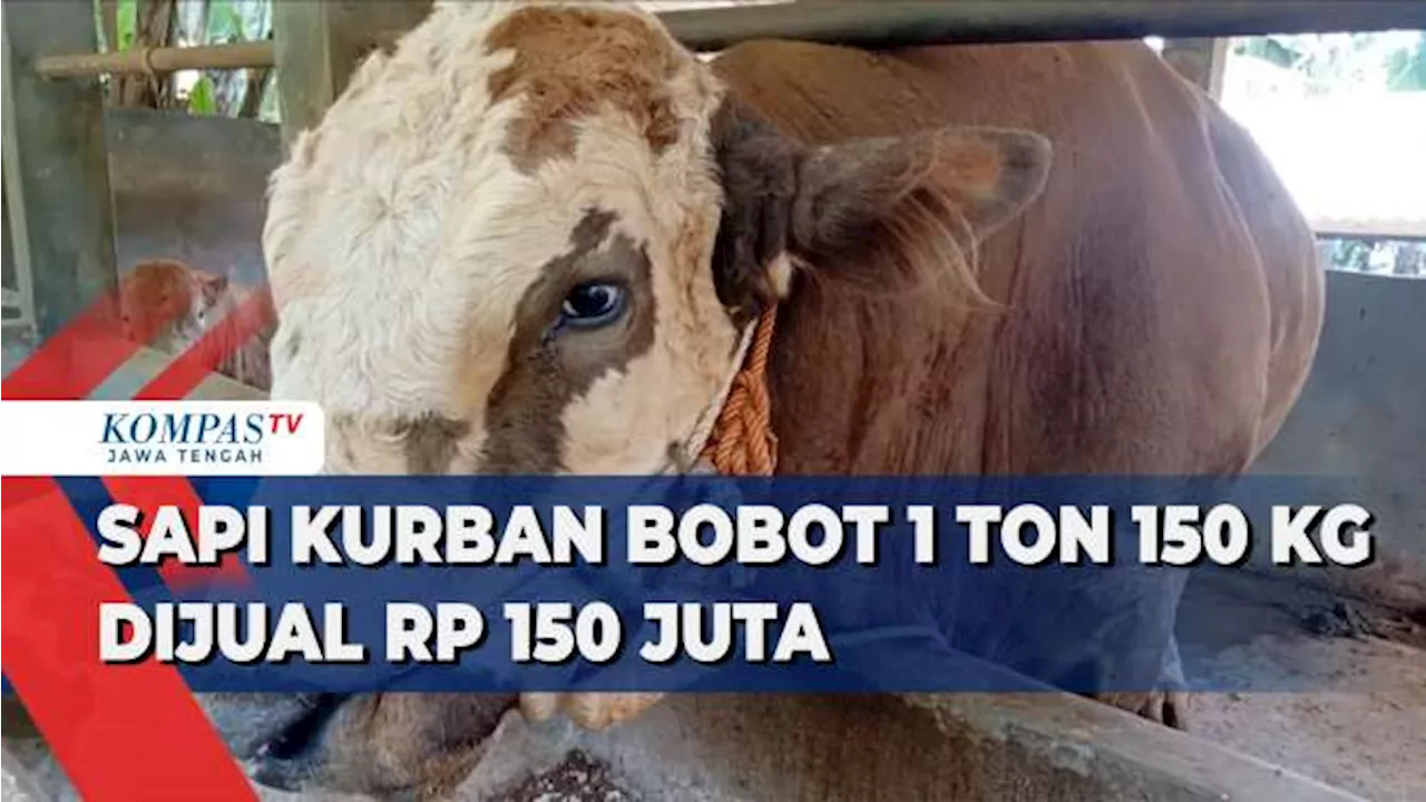 Sapi Kurban Bobot 1 Ton 150 Kg Dijual Rp 150 Juta