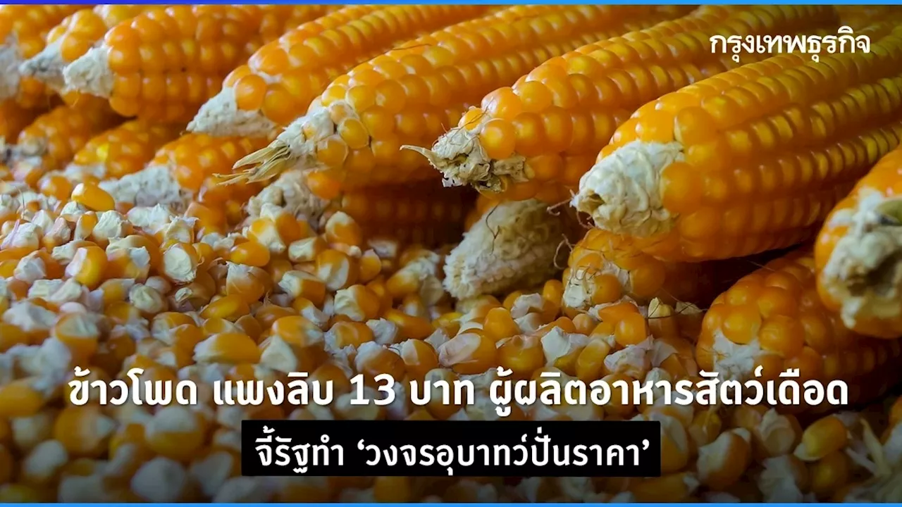 ข้าวโพด แพงลิบ 13 บาท ผู้ผลิตอาหารสัตว์เดือด จี้รัฐทำ“วงจรอุบาทว์ปั่นราคา'