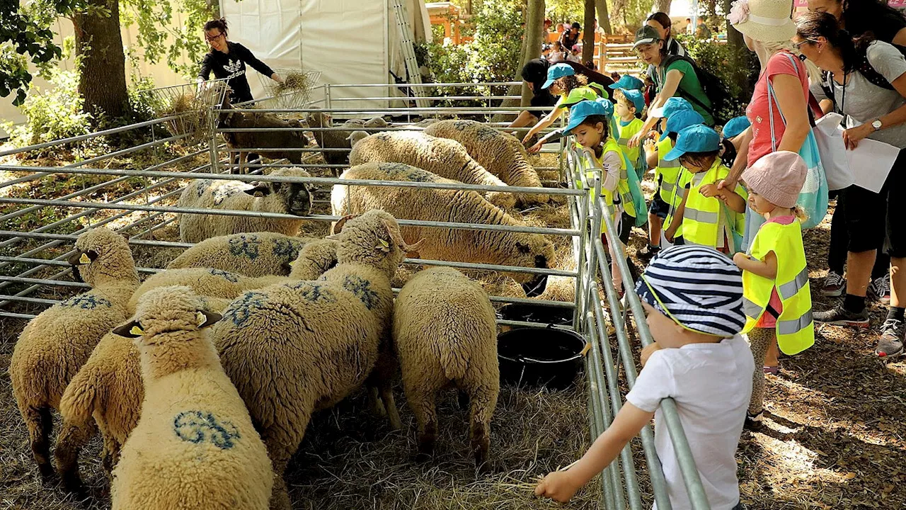 'C'est une fête qui a du sens' : le Salon des agricultures de Salon-de-Provence a ouvert ses portes