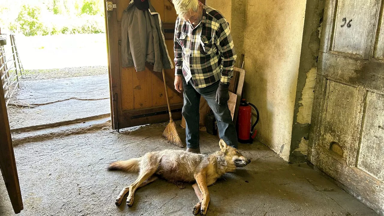 Un loup abattu près d'un élevage de brebis ce jeudi soir à Barcelonnette