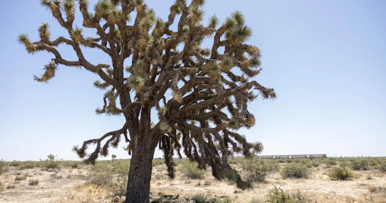 Solar project to destroy thousands of Joshua trees in the Mojave Desert