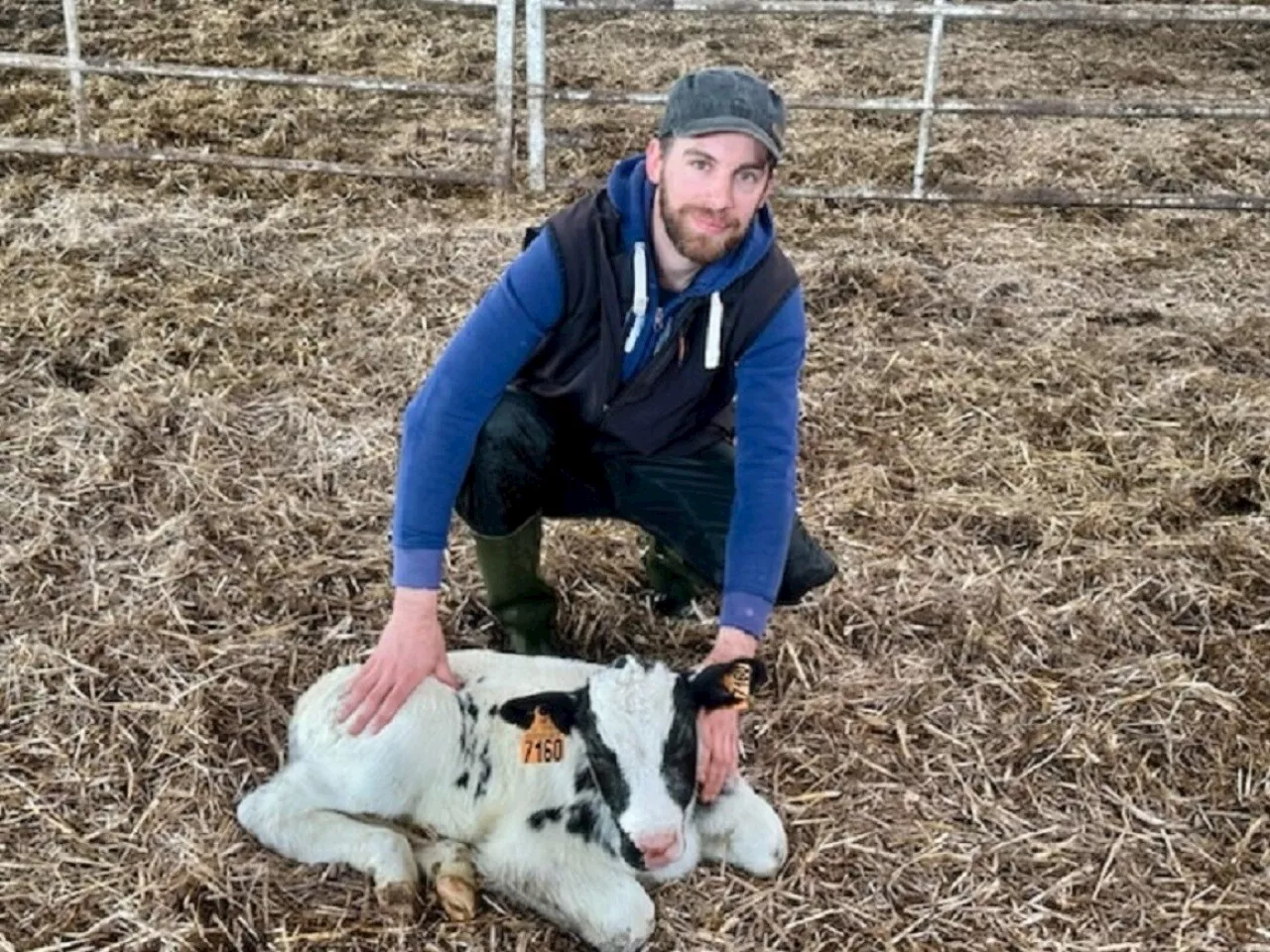 Dans le Morbihan, Richard est 'gynéco' pour vaches | La Gazette du Centre Morbihan