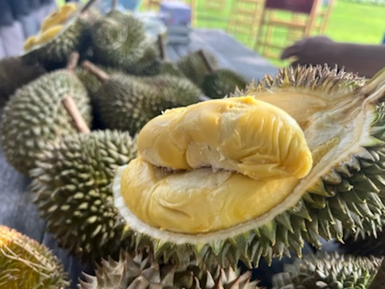 El Nino affecting durian yields in Malaysia, higher prices expected, says orchard operator