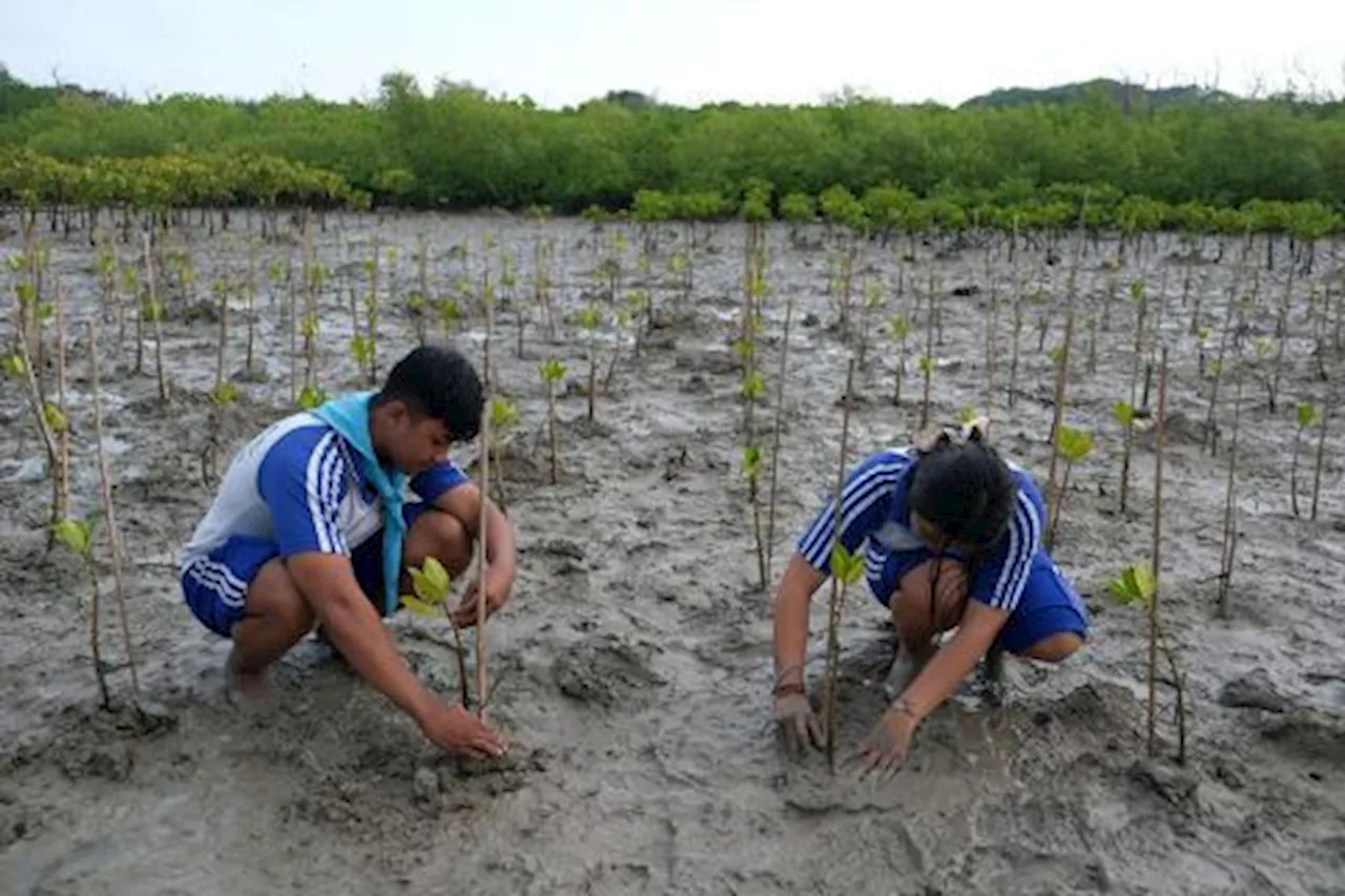 Penanaman Mangrove Memperingati Hari Lingkungan Hidup Sedunia