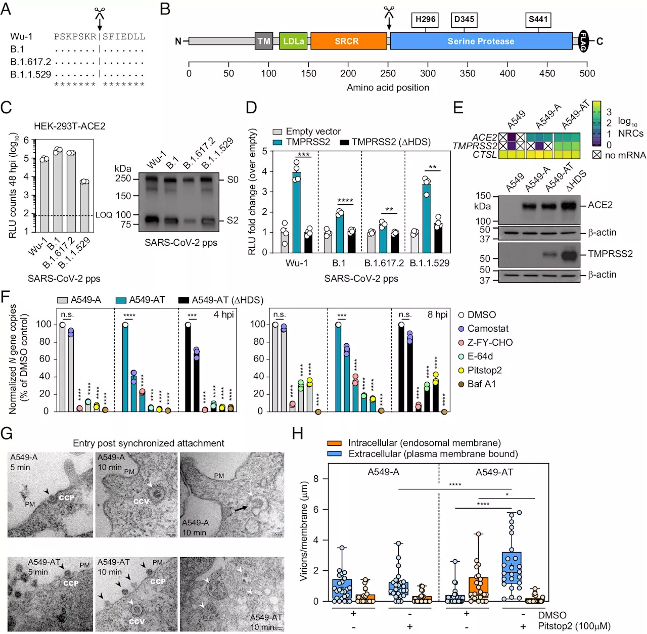 Study: The route into the cell influences the outcome of SARS-CoV-2 infection