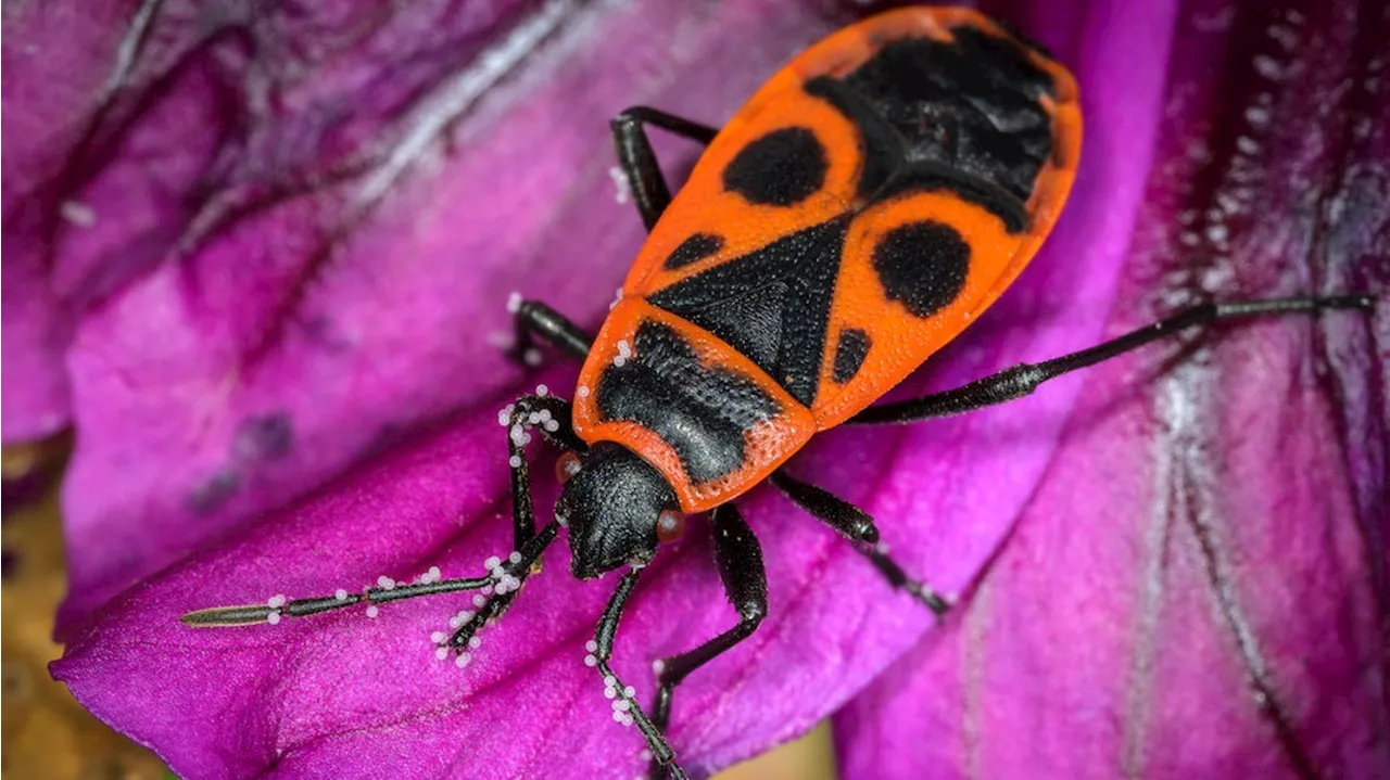 Insektensommer 2024: NABU ruft zum Zählen auf