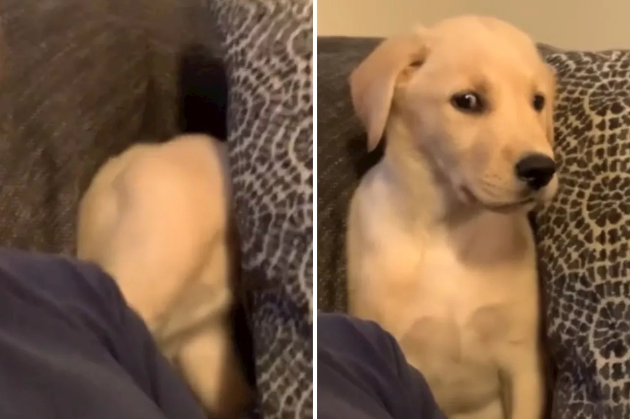 Relatable Moment Puppy Decides to 'Scream Into a Pillow'