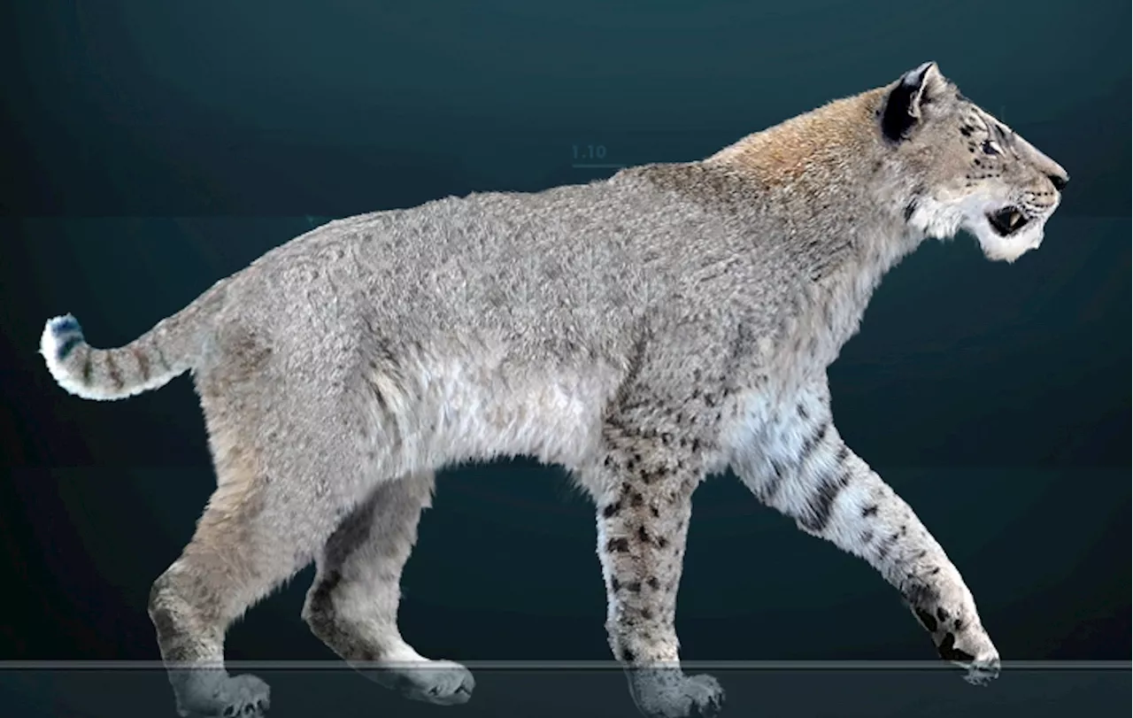 Saber-Toothed Cat Once Roamed Texas Coast