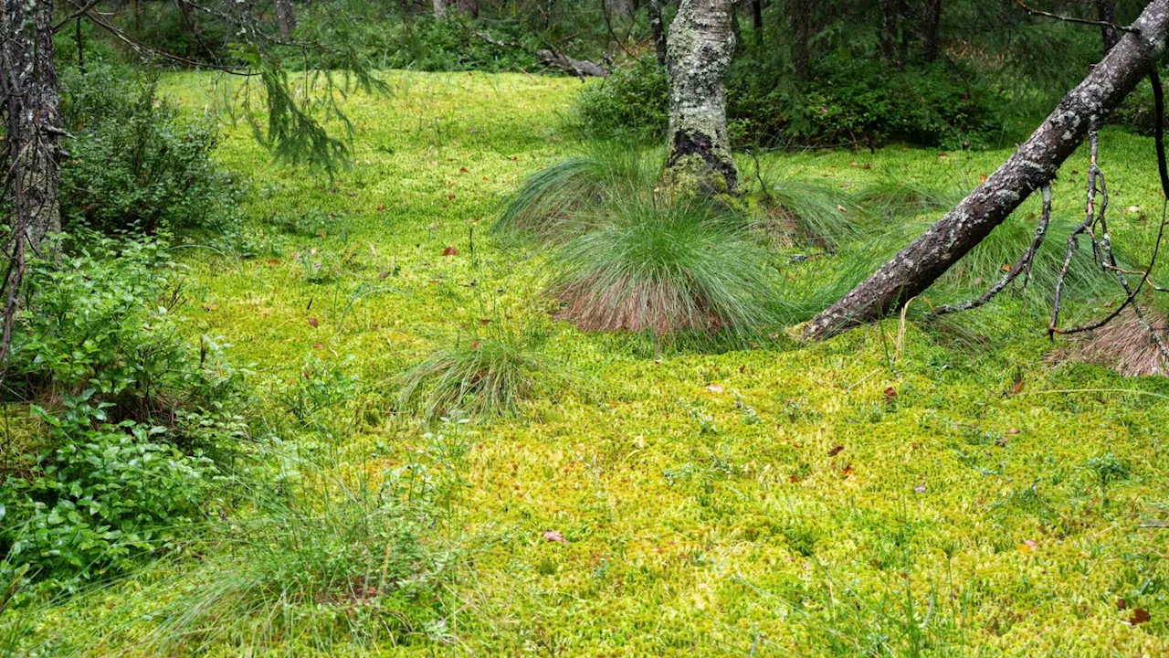 Ein kostbares Stück Natur