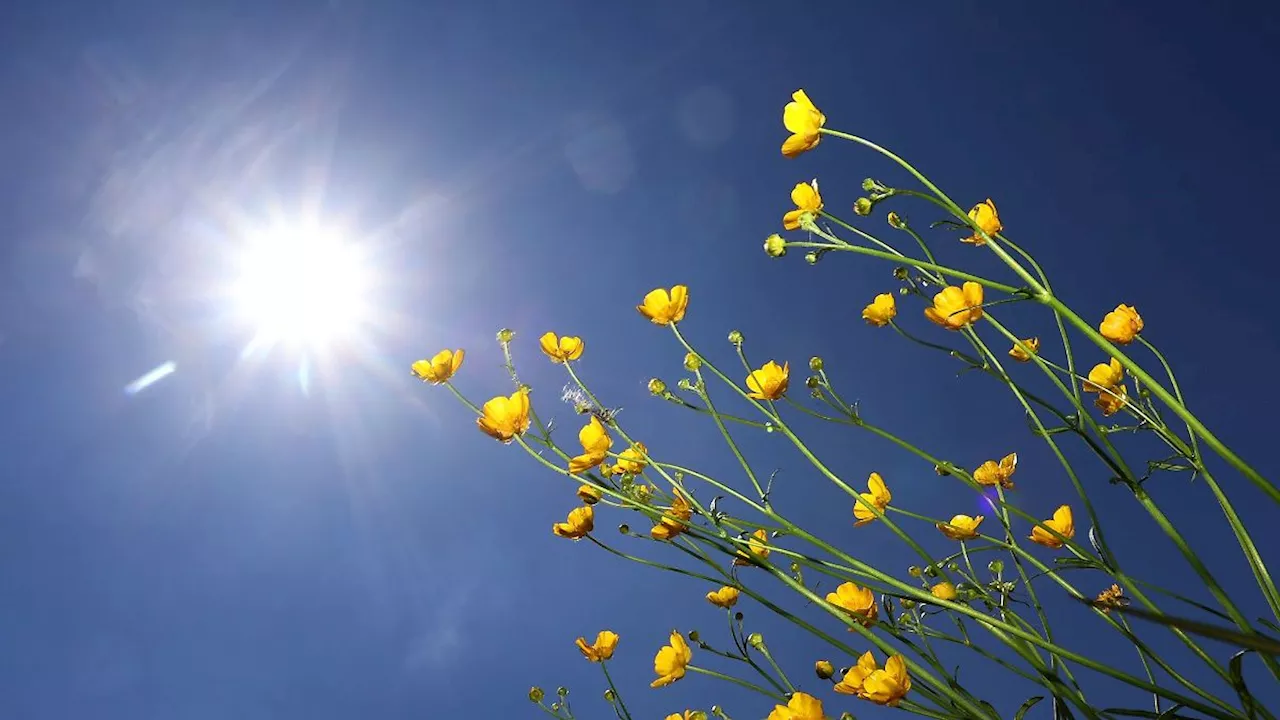 Hessen: Frühling in Hessen sehr mild: Aber kein Rekord