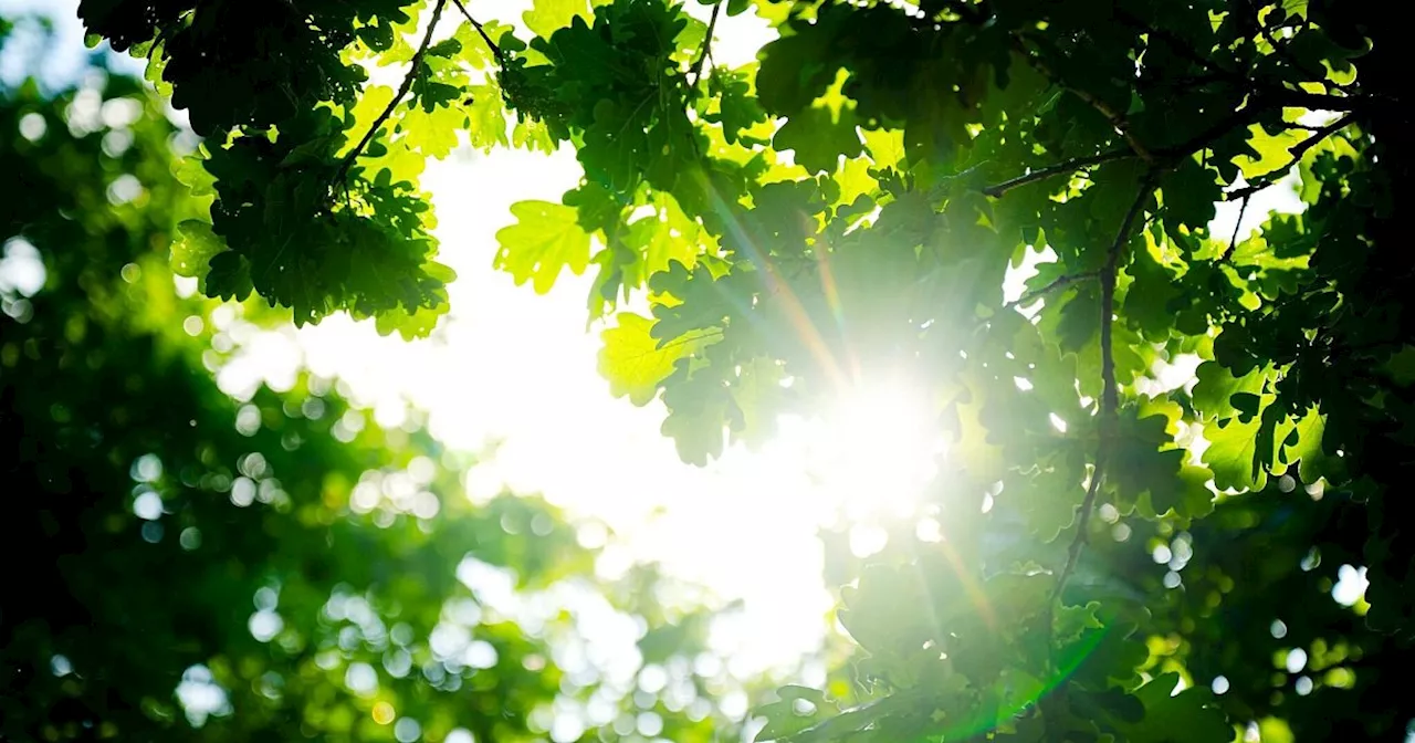 Rekordtemperaturen und Extremniederschläge im Frühjahr