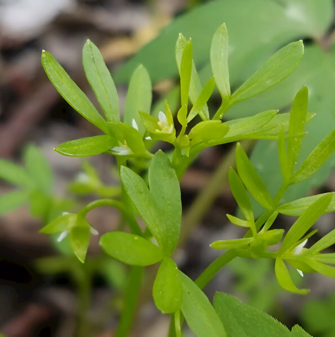 Plant that vanished from Vermont 108 years ago accidentally rediscovered, botanists say